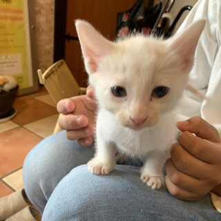 水玉模様がかわいい『ちくわ』ちゃん