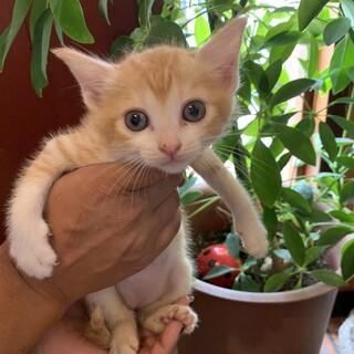 茶トラの子猫『ぼく』ちゃん