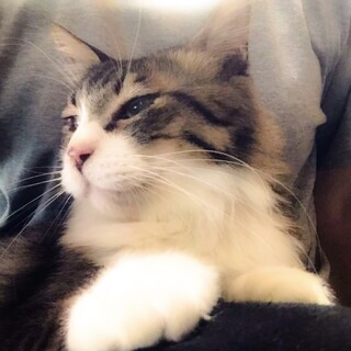 【お膝抱っこ可】キジ白ハチワレ長毛ちゃん