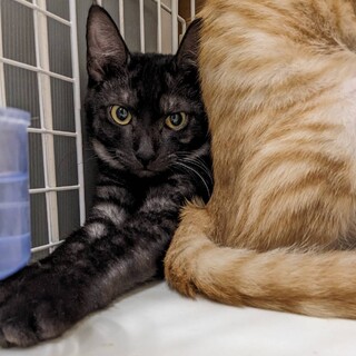 【10/8東日本橋】ブラックスモーク♡クロムくん