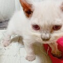 アメリカンカールmix 子猫　メス