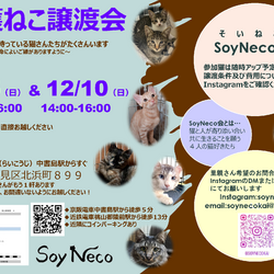 【SoyNeco会主催】保護ねこ譲渡会
