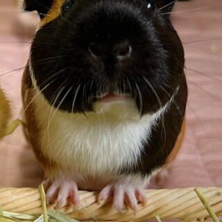 2歳の優しいモルモットです