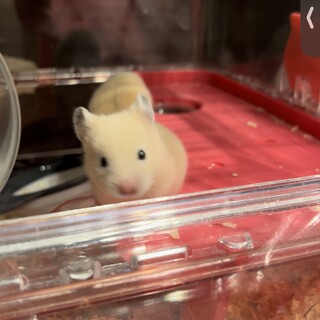 キンクマの赤ちゃん