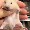 キンクマの赤ちゃん サムネイル2