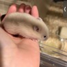キンクマの赤ちゃん サムネイル3
