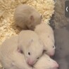 キンクマの赤ちゃん サムネイル4