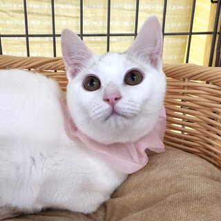 不参加【10/9東銀座】メリーちゃん★6ヵ月♪