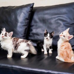 in瀬戸市☆子猫25匹～のミニ祭！☆2023年10月9日（月）～ ちーむ にゃいんず