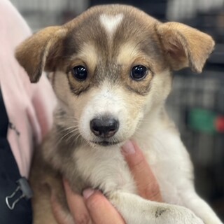 23-W249 可愛い２ケ月のワンコ♪