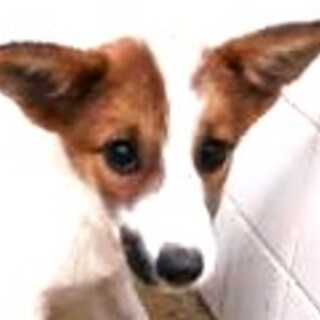 5-3-200◆可愛い子犬◆家族に迎えませんか？