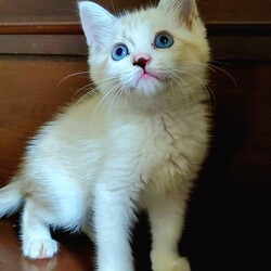 待ちねこ譲渡会　子猫３０匹参加します！