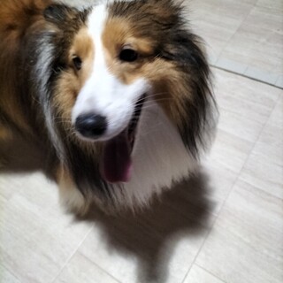 シェルティ　男の子♂　5歳
