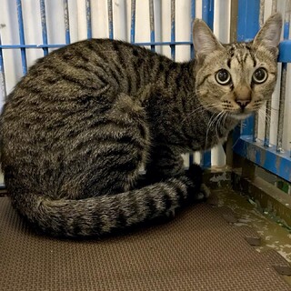 温かいおうちの子になれますように