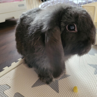 グレーのイヤードロップくん