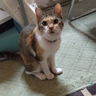 ミィ・遊び大好き女の子