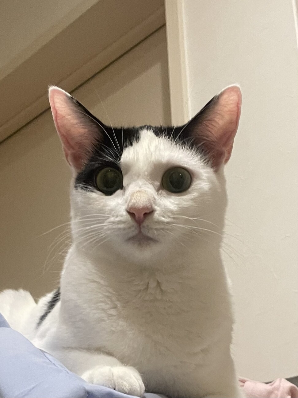 お友達大好きおしゃべりな女の子