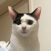 お友達大好きおしゃべりな女の子