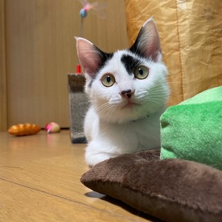 トリプルハートを持つ子猫❤︎いご君♂生後4ヶ月