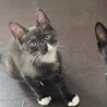 謙虚に甘える優しい3兄弟のブラウンタビー系くん♪ サムネイル3
