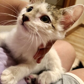 ありがとうございました★雉白オッドアイマミヤちゃん