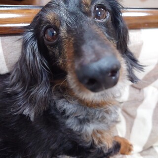 とにかく可愛くいい子！(シルバーダップル)