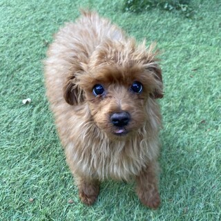 ムギチャちゃん（約9ヶ月)トライアル中