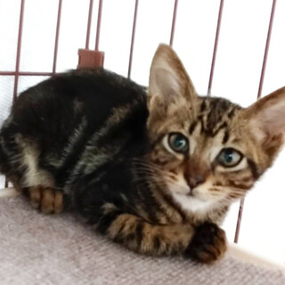 11月期限有り！人大好き人気キジトラ駅太郎君