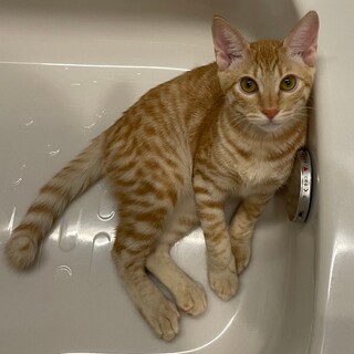 いつもベッタリ、テレビ•動画鑑賞の好きな男の子