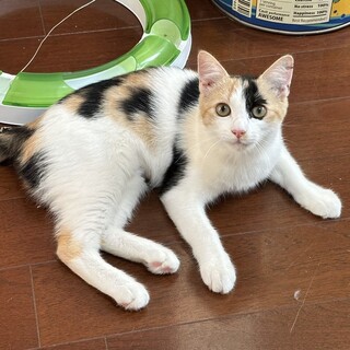 控えめな女の子♡つぐみ