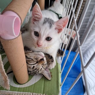 白×グレーのアルブくん