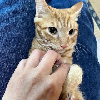 茶トラ3ヶ月の男の子ちっちくん