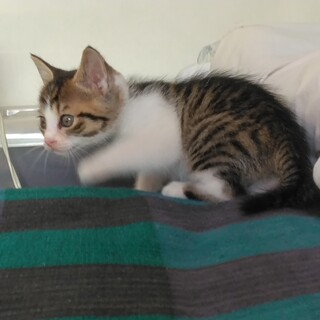 家族に加えてください