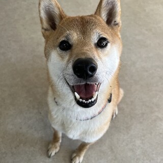 トレーニング済み『ソボロ』柴犬　（去勢済み）