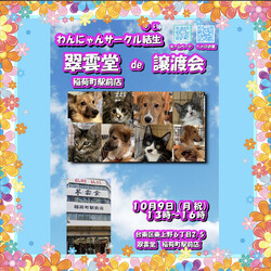 翠雲堂de譲渡会☆子犬・子猫圧倒的多数♪（ライブ配信あり） サムネイル1