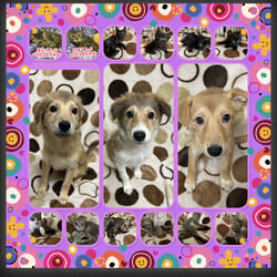 翠雲堂de譲渡会☆子犬・子猫圧倒的多数♪（ライブ配信あり） サムネイル2