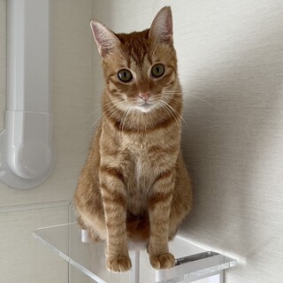 【12/3芝浦】穏やかな甘えん坊茶トラ女子