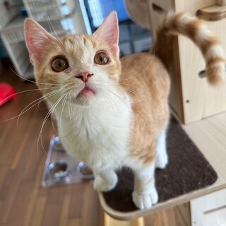 10/15 宮代町譲渡会参加　オーム君