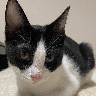 甘えん坊の女の子です！