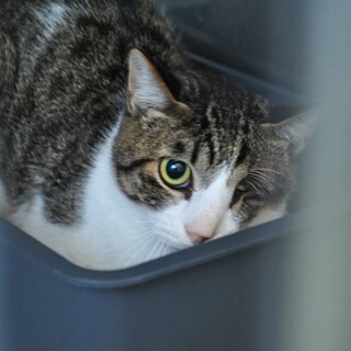 福君を助けて下さい！