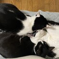 仲良し3匹兄妹の可愛い猫ちゃん達です！