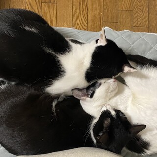 仲良し3匹兄妹の可愛い猫ちゃん達です！