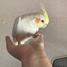 うりぼう0329