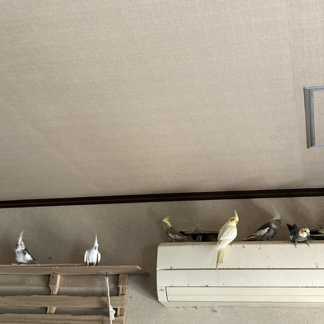 うりぼう0329のカバー写真