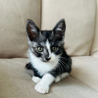 人も猫も大好き♡可愛い男の子