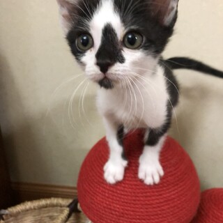 お鼻の模様が可愛い男の子です。