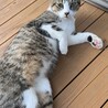 みわたいきさなさん