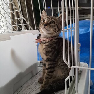 キジトラのベキくん