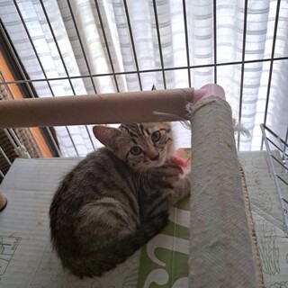 キジトラのノアムくん