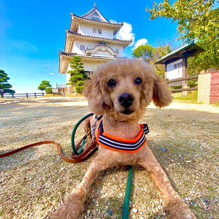 もう怒りん坊ではないよ！【おこ君】